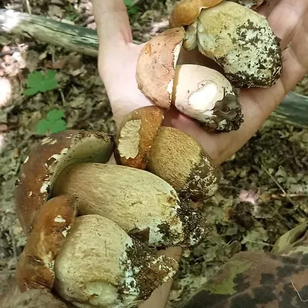 Acqua Bianca * Francavilla in Sinni