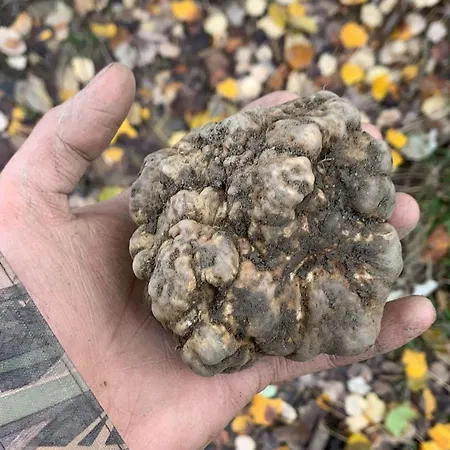 مزرعة للإقامة Acqua Bianca